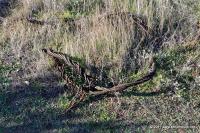DSC_2177.jpg